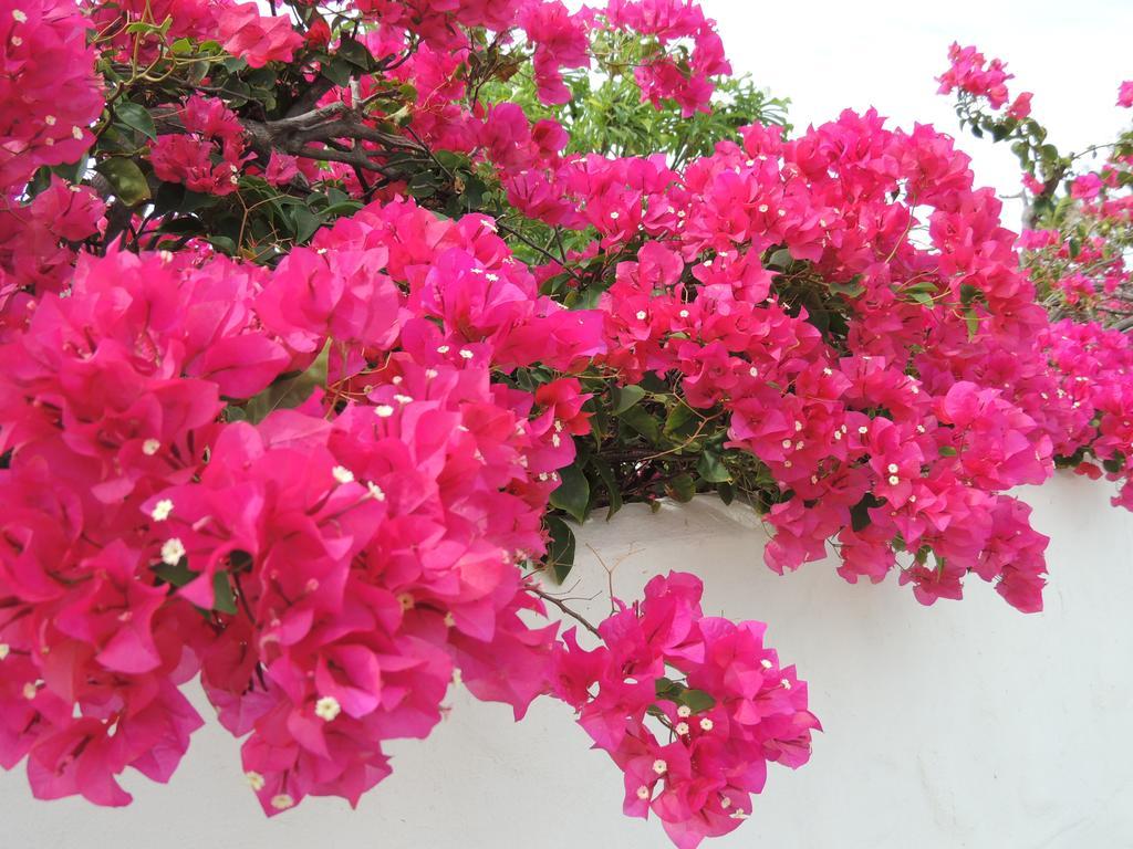 Villa Bougainvillea Aruba, The Tango Suite パームビーチ 部屋 写真