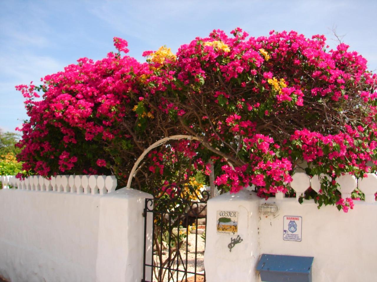 Villa Bougainvillea Aruba, The Tango Suite パームビーチ エクステリア 写真