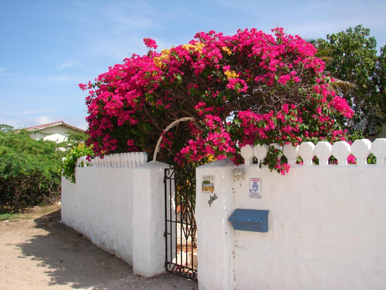 Villa Bougainvillea Aruba, The Tango Suite パームビーチ エクステリア 写真