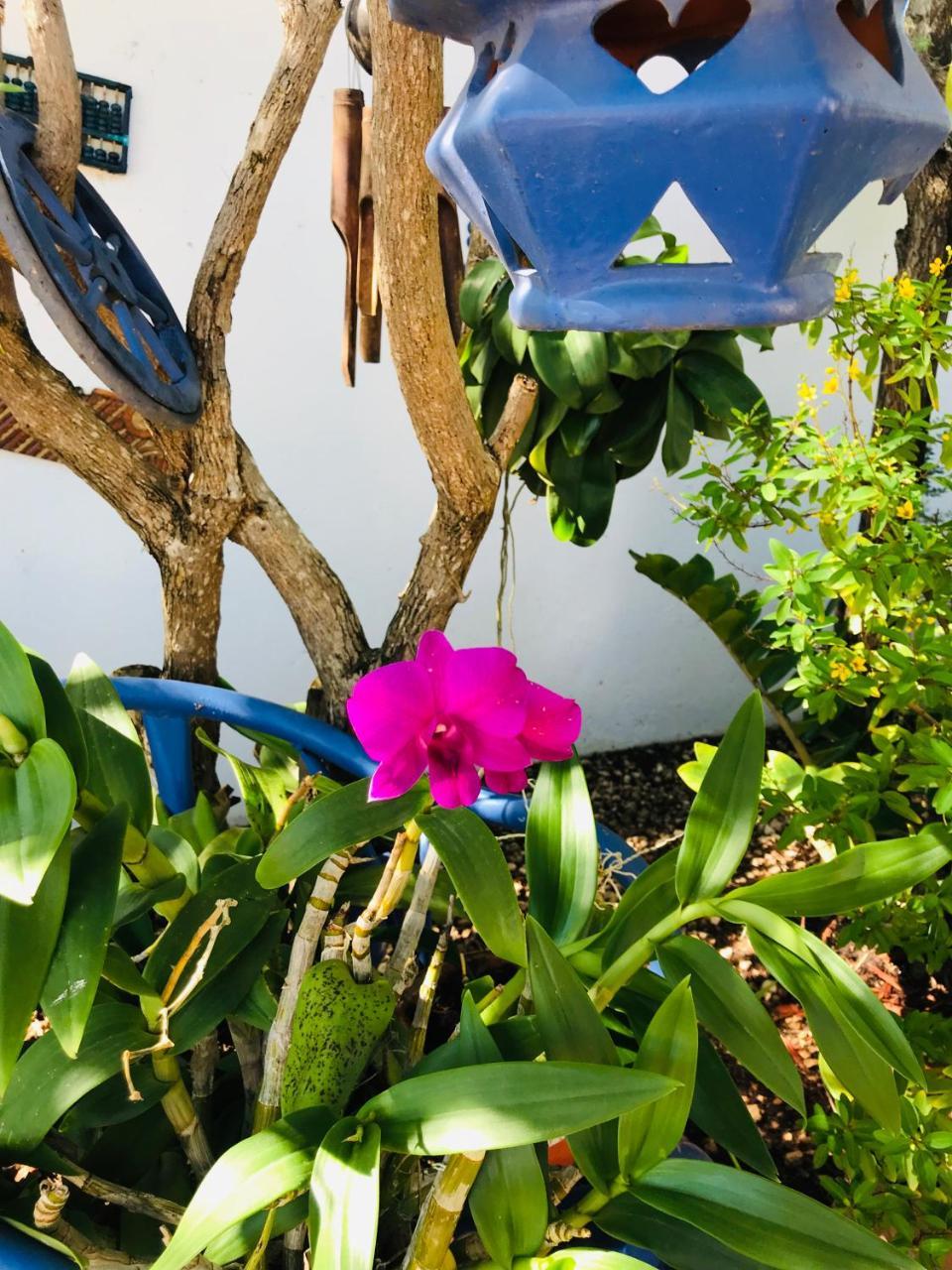 Villa Bougainvillea Aruba, The Tango Suite パームビーチ エクステリア 写真