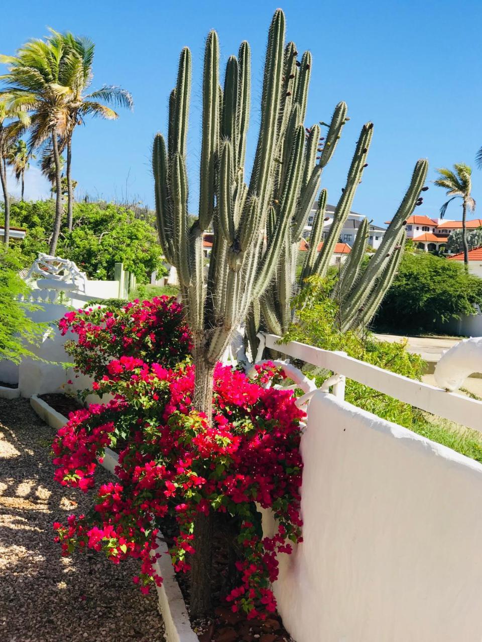 Villa Bougainvillea Aruba, The Tango Suite パームビーチ エクステリア 写真